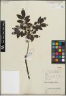 Foto von Salix longiflora Wall. ex Andersson